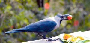 Read more about the article तिहार सुरू : आज काग तिहार