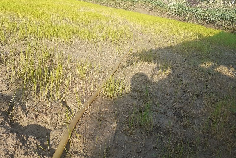 Read more about the article खेत सुक्दै गए, किसान रोइरहे पानीको अभावमा रोपाइँ अलपत्र, सरकार मौन